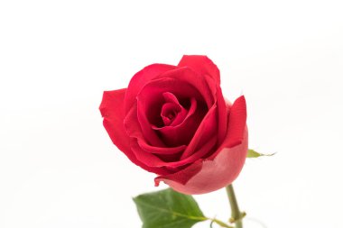 Beyaz üzerine kırmızı gül