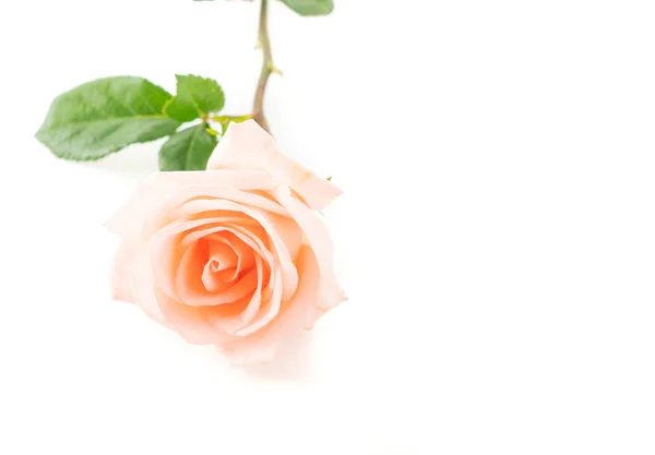 Rose corail sur blanc — Photo