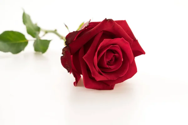 Piros rózsa fehér — Stock Fotó
