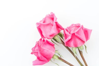beyaz üzerine pembe Gül