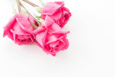 beyaz üzerine pembe Gül