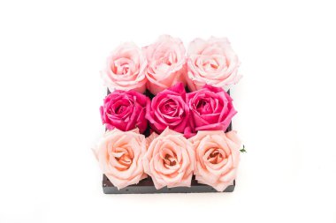 Mercan ve pembe Gül