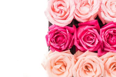 Mercan ve pembe Gül