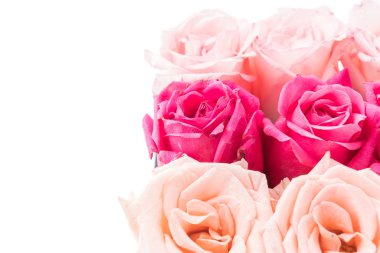 Mercan ve pembe Gül