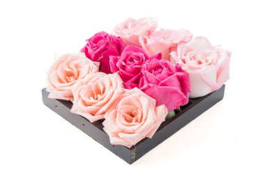 Mercan ve pembe Gül