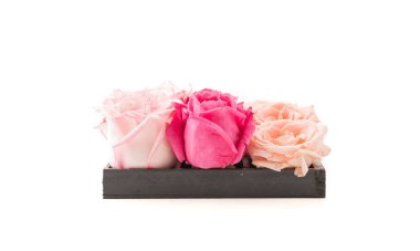 Mercan ve pembe Gül