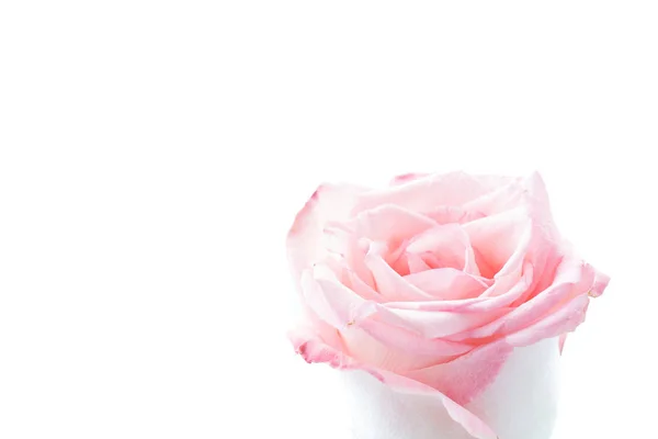 Rosa und weiße Rose — Stockfoto