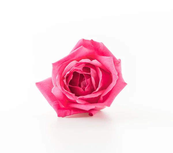 Rosa Rose auf weiß — Stockfoto