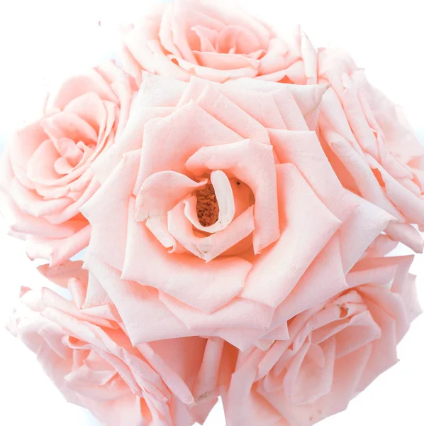Rosa de coral sobre blanco — Foto de Stock