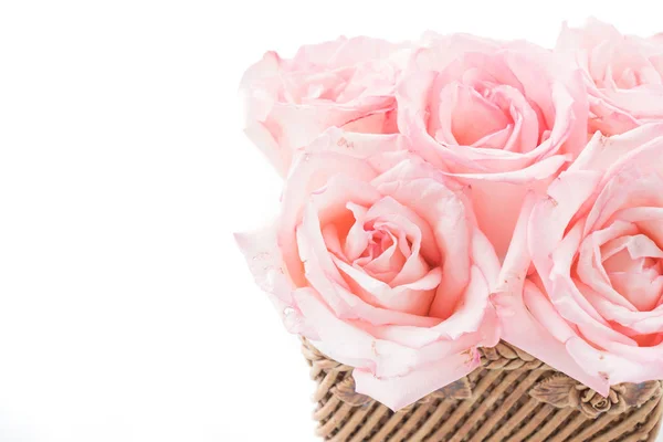 Розовая и белая роза — стоковое фото