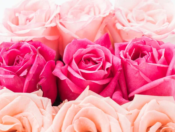 Mercan ve pembe Gül