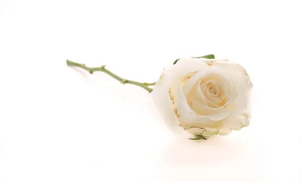 Белая роза на белом — стоковое фото