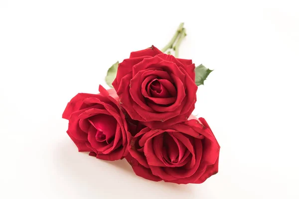 Rosa rossa su bianco — Foto Stock