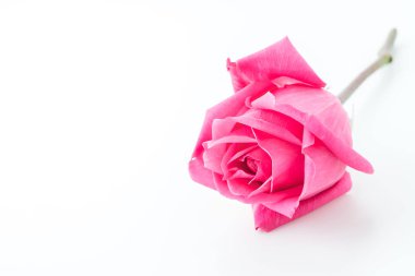 beyaz üzerine pembe Gül