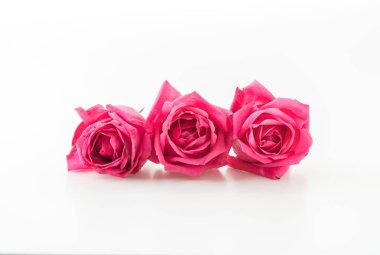 beyaz üzerine pembe Gül