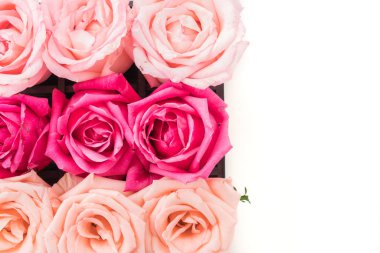 Mercan ve pembe Gül