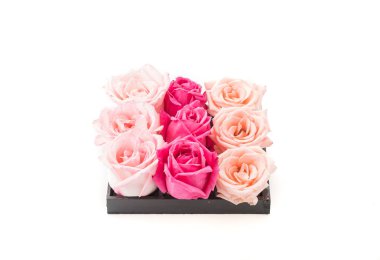 Mercan ve pembe Gül