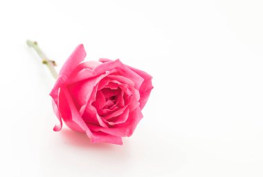 beyaz üzerine pembe Gül 