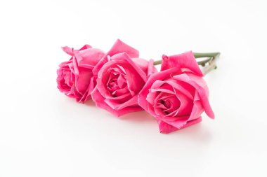 beyaz üzerine pembe Gül 