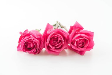 beyaz üzerine pembe Gül 