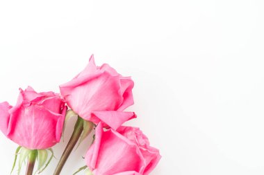 beyaz üzerine pembe Gül 