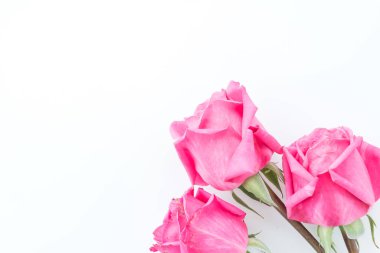 beyaz üzerine pembe Gül 