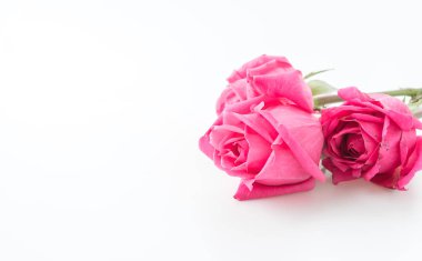 beyaz üzerine pembe Gül 