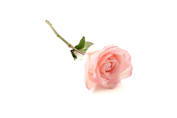 Rose et rose blanche — Photo