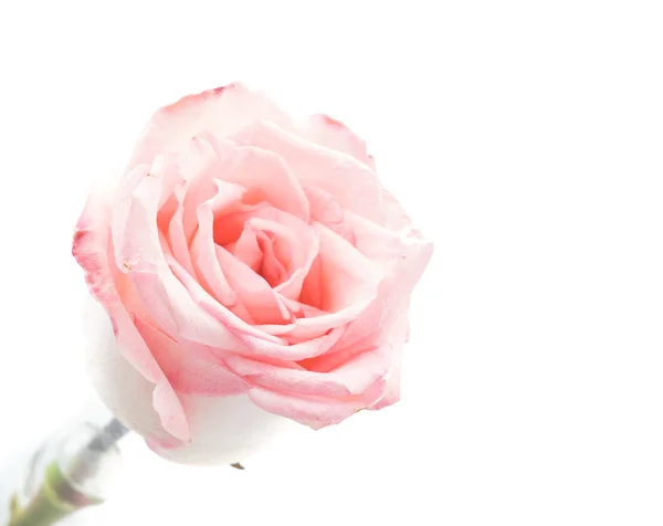 Różowa i biała róża — Zdjęcie stockowe