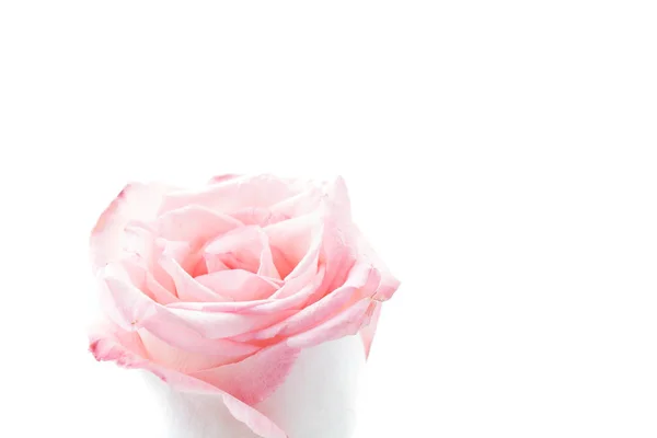 Ροζ και λευκό τριαντάφυλλο — Φωτογραφία Αρχείου