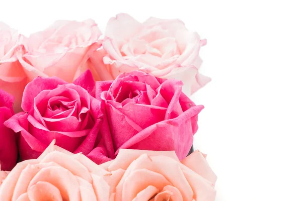 Rosa de coral y rosa —  Fotos de Stock