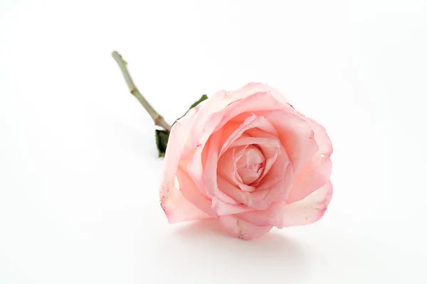 Rosa und weiße Rose — Stockfoto