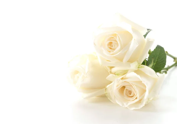 Bílou růži na bílém pozadí — Stock fotografie