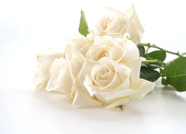 Rosa branca sobre branco — Fotografia de Stock