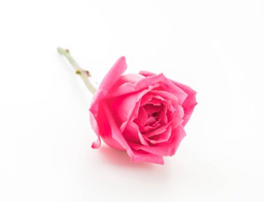 beyaz üzerine pembe Gül