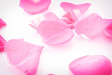 pembe Gül yaprağı