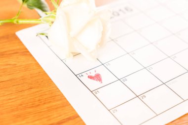 14 Valentin ile Şubat Tarih takvimde beyaz gül