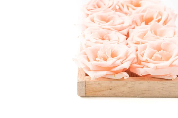 Rosa de coral sobre blanco —  Fotos de Stock