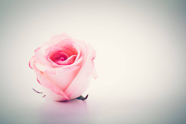 Pink and white rose - soft focus and vintage effect picture style