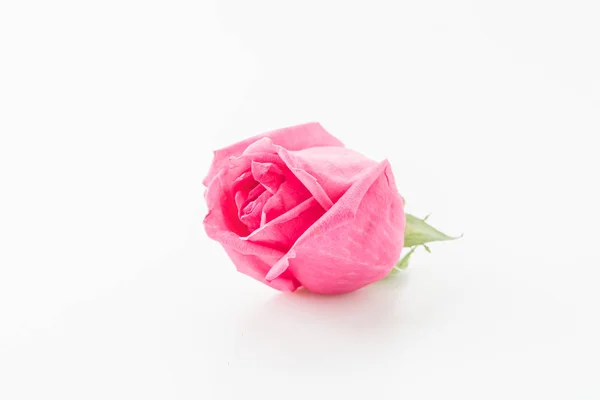 Rose rose sur blanc — Photo