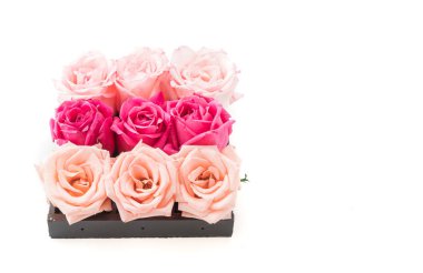 Mercan ve pembe Gül