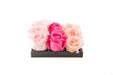 Mercan ve pembe Gül