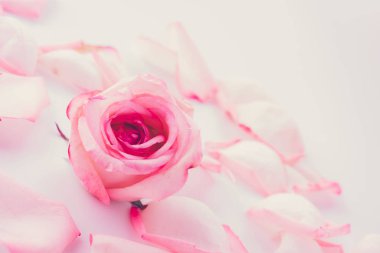 pembe ve beyaz gül yaprağı ile