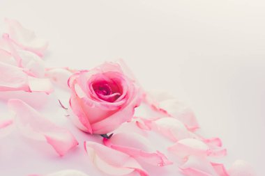 pembe ve beyaz gül yaprağı ile