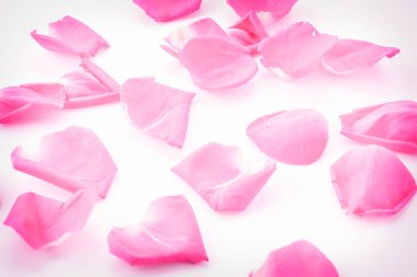 pembe Gül yaprağı