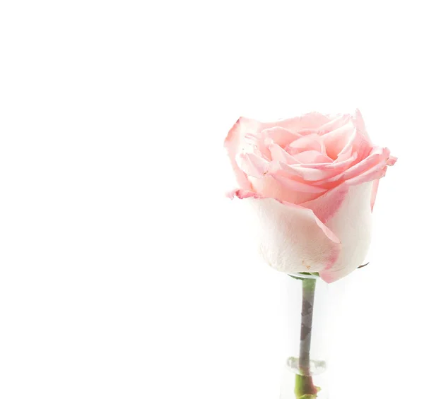 Růžová a bílá růže — Stock fotografie