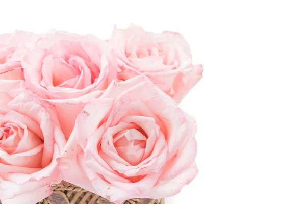 Rosa y rosa blanca —  Fotos de Stock