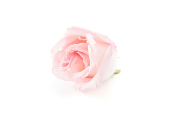 Vaaleanpunainen ja valkoinen ruusu — kuvapankkivalokuva
