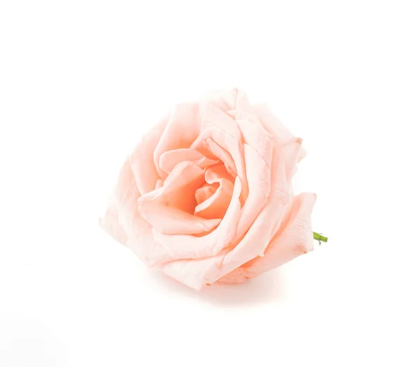 Rose corail sur blanc — Photo