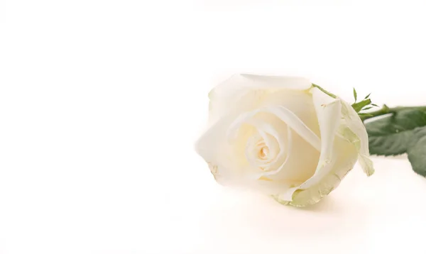 White rose on white — Stock Photo, Image